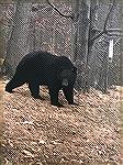 Bear at my sister in laws house I built in Thurmont. Estimate 400 pounds. 