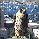 Peregrine Falcon