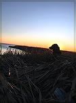 Duane took our Dog Lottie hunting in Assateague today. 