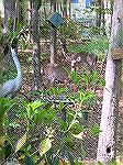 Deer behind home on Newport Drive.