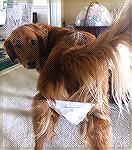 Golden Retriever Duke displays proper way to wear mask for dogs during the Pandemic. 