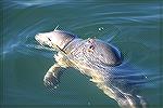 Casco Bay, Maine- wounded seal-propeller or shark? Called Rescue