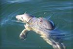 Casco Bay, Maine- wounded seal-propeller or shark? Called Rescue