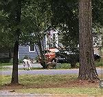 Crossing Burr Hill Rd on 9/24/20