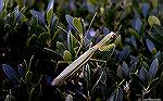 Praying Mantis on a bush along the boardwalk in Ocean City, MD.