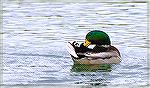 Male mallard at the Ocean Pines South Gate Pond.