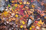 Fall colors along the edge of the South Gate Pond in Ocean Pines, Maryland.