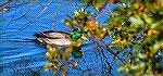 Male mallard on Southgate Pond, Ocean Pines, Maryland.