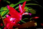 Our Christmas cactus blooms on cue for Christmas 2020.