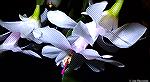 White Christmas Cactus in full bloom. 1/7/2021.