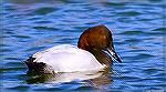 Canvasback duck. Photo taken during a walk-about at the Ocean Pines, Maryland Southgate Pond on 2/10/2021. There was a raft of perhaps 200 or more of these beautiful waterfowl.