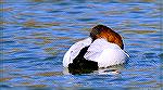 Canvasback duck. Photo taken during a walk-about at the Ocean Pines, Maryland Southgate Pond on 2/10/2021. There was a raft of perhaps 200 or more of these beautiful waterfowl.