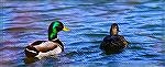 A pair of Mallards. Photo taken during a walk-about at the Ocean Pines, Maryland Southgate Pond on 2/10/2021. 