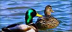 A pair of Mallards. Photo taken during a walk-about at the Ocean Pines, Maryland Southgate Pond on 2/10/2021. 