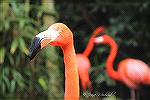 This was taken in January.  The flamingos were more than happy to put on a show for us!