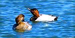 A pair of Canvasback Ducks at the Ocean Pines Southgate Pond.