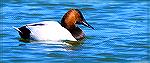 Male Canvasback Duck at the Ocean Pines, Maryland Southgate Pond.