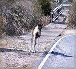 Assateague pony foal.