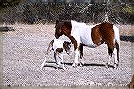 Mom and foal on Assateague.