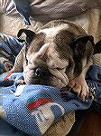 George-
Heres our English Bulldog.... Still hanging in there... Loves tangerines and blueberries..Going on 12. Very old for her breed.
Glenn