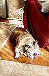 Here&rsquo;s the Old Bully relaxing