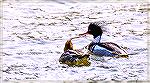 A male and female Red-Breasted Mergansers paddling around out in front of my place on Manklin Creek.