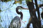 Sharing a few views of a blue heron that was on the South Gate Pond.