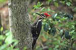 Pileated Woodpecker (female)