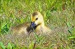 Gosling resting in the grass at Ocean Pines South Gate Pond.