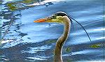 Great Blue Heron at South Gate Pond in Ocean Pines, MD.