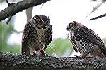 Owls in Ocean Pines