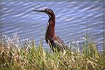 Saw this Green Heron over on Assateaque Island today.