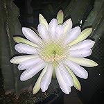 This is a bloom on a cereus night blooming cactus. The flower blooms for only one night. Approximately 6&rdquo; across, very little smell.  