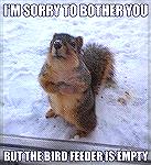 Harold the Begging Squirrel