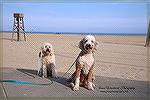 Dogs on the Boardwalk