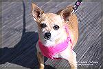 Dogs on the Boardwalk