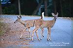 Deer family visiting on the North side again.