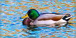 Male mallard at South Gate Pond in Ocean Pines, Maryland.