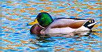Male mallard at South Gate Pond in Ocean Pines, Maryland.