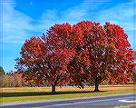 Lovely autumn colors on trees in Veterans Memorial Park in Ocean Pines, Maryland. Just across Route 589 from the 7-11.