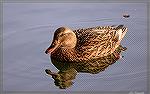 Hen mallard at Ocean Pines South Gate Pond.