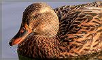 Mallard duck at the Ocean Pines South Gate Pond.