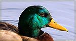 Mallard duck on pond at Ocean Pines South Gate.