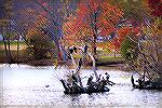 Congregation of birds on the South Gate Pond in Ocean Pines.