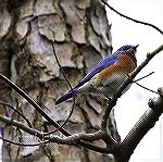 A flock of bluebirds visited today - this is the only one who would sit still for a photograph.