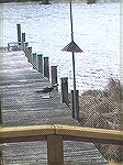 Photo of a bird of prey taken on Manklin Creek