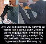 Dog in Columbia "figures the system" and learns to "buy" cookies!