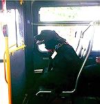 Here is a dog who rides the public bus without help from his master!