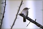 This little house wren lives in my garden and sings to me every day.