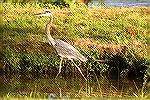 Blue Heron fishing at the South Gate Pond.